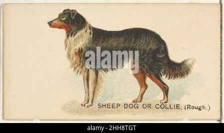 Sheep Dog or Collie (Rough), aus der „Dogs of the World“-Serie für Zigaretten des alten Richters 1890, herausgegeben von Goodwin & Company die „Dogs of the World“-Serie von Trading Cards (N163) wurde 1890 von Goodwin & Company herausgegeben, um Zigaretten des alten Richters zu bewerben. Die Serie von 50 Karten zeigt Hunde verschiedener Rassen. Das Metropolitan Museum of Art besitzt 23 der 50 Karten der Serie. Sheep Dog oder Collie (rau), aus der Serie „Dogs of the World“ für Zigaretten des alten Richters. 1890. Kommerzielle Farblithographie. Herausgegeben von Goodwin & Company Stockfoto