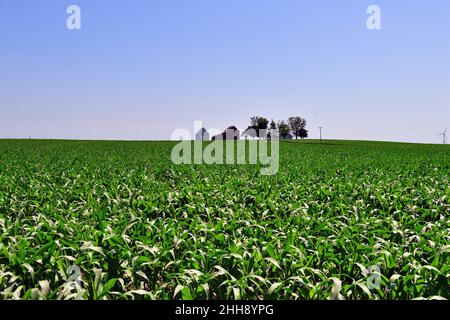 Malta, Illinois, USA. Eine Weite von jungen Mais, die so weit das Auge reicht, nur unterbrochen von landwirtschaftlichen Gebäuden im fernen Hintergrund. Stockfoto