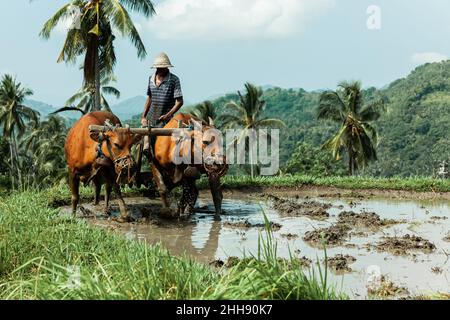 Traditionelle Art des Reisfeldes Pflügen in Bali, Indonesien Stockfoto