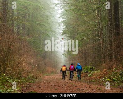 Drei Radfahrer fahren auf einem Trail, mit Nebel, hohen Laubbäumen, gefallenen Blättern auf Trail in f Stockfoto