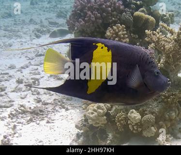 Ein Gelbbarenangelfisch (Pomacanthus maculosus) im Roten Meer, Ägypten Stockfoto