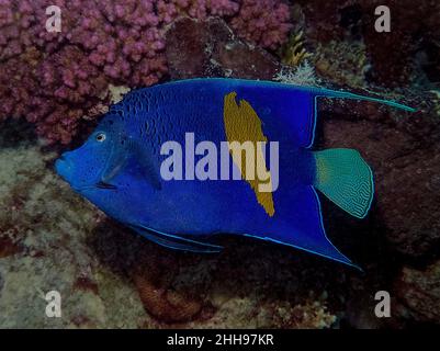 Ein Gelbbarenangelfisch (Pomacanthus maculosus) im Roten Meer, Ägypten Stockfoto