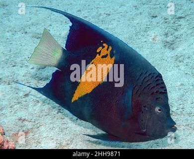 Ein Gelbbarenangelfisch (Pomacanthus maculosus) im Roten Meer, Ägypten Stockfoto