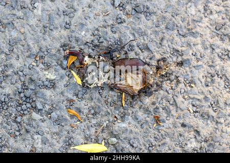 Hirschkäfer, Lucanus cervius (Europäischer Hirschkäfer, der auf der Straße zerschmettert wurde. Stockfoto