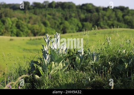 Im Sommer Wiese auf einem Hügel. Schöne Natur Stockfoto