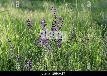 Salvia pratensis, der Wiesenklary oder die Wiese, die wild auf einer Wiese wächst. Stockfoto