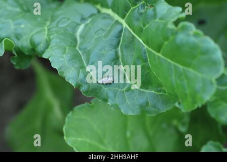 Die Larven der Siebenfleckigen Marienkäfer - Coccinella septempunctata, die Blattläuse auf den Blättern der Zuckerrübe frisst. Stockfoto