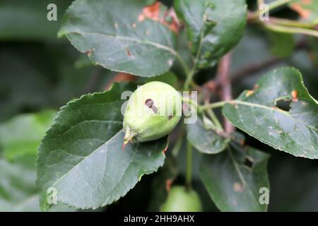 Apfelfrucht beschädigt durch Raupe der Apfelwickel - Cydia pomonella. Es ist einer der wichtigsten Schädlinge in Obstgärten und Gärten. Stockfoto