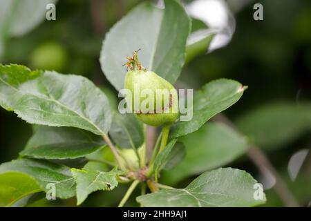 Apfel durch Larven der europäischen Apfelsäge beschädigt - Hoplocampa testudinea. Es ist einer der wichtigsten Schädlinge in Obstgärten und Gärten. Stockfoto