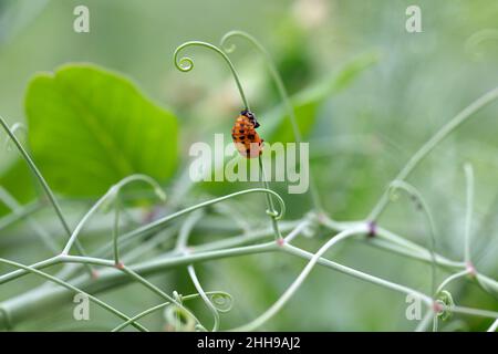 Puppe eines Marienkäfer an Erbsensprossen in einem kultivierten Feld. Stockfoto