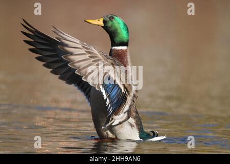 Drake Mallard Ente Anas platyrhynchos flatternde Flügel, um Wasser abzuschütteln Stockfoto