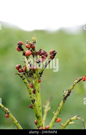 Kartoffelanbau, der durch Larven und Käfer des Colorado Kartoffelkäfers (Leptinotarsa decemlineata), auch bekannt als Colorado Käfer, zerstört wurde. Stockfoto