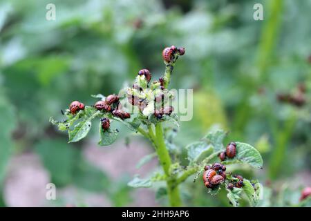 Kartoffelanbau, der durch Larven und Käfer des Colorado Kartoffelkäfers (Leptinotarsa decemlineata), auch bekannt als Colorado Käfer, zerstört wurde. Stockfoto