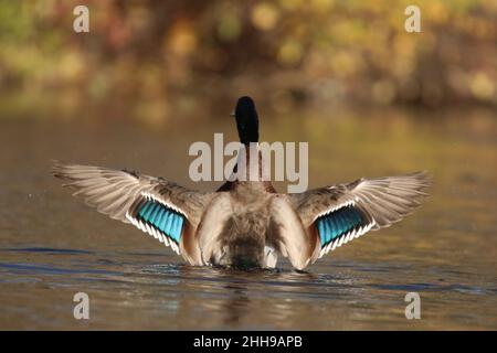 Drake Mallard Ente Anas platyrhynchos flatternde Flügel, um Wasser abzuschütteln Stockfoto