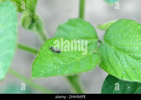 Caterpillar von Acronicta rumicis das Knotengras aus der Noctuidae-Familie auf beschädigten Blättern von Sojabohnenpflanzen. Stockfoto