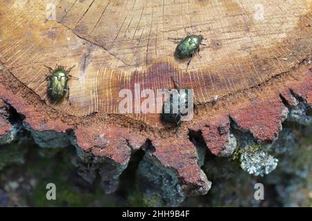 Cetonia aurata nannte den Rosenchafer und Protaetia lugubris. Insekten, die Saft trinken, aus einem Eichenstumpf nach einem gefällten Baum im Wald auslaufen. Stockfoto