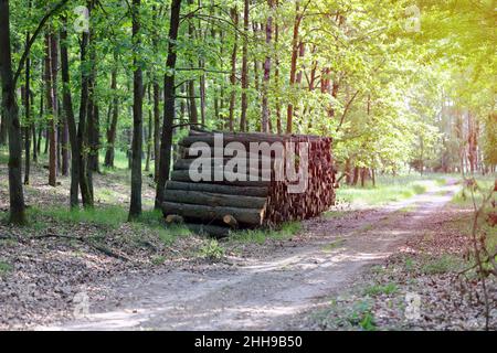 Baumstämme im Wald nach der Rodung der Plantage im Wald. Rohholz von der Abfällstelle. Baumstämme ausschneiden. Holzstapel. Stockfoto