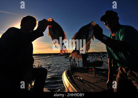 Zwei Angler vergleichen zwei große crappie (gesprenkelt Barsch) aus Central Florida Gewässern genommen. Stockfoto