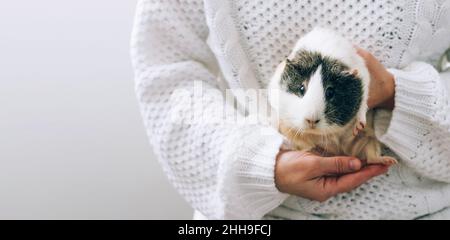 Ein weißes Meerschweinchen wird in den Händen einer Frau gestreichelt. Haustiertherapie, Pflege und Pflege. Das Konzept der Beziehung zwischen Mensch und Tier Stockfoto