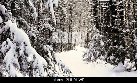 New England Trail durch den Wald im Winter Stockfoto