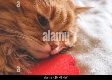 Ingwer-Katze mit einem roten Herzen Stockfoto