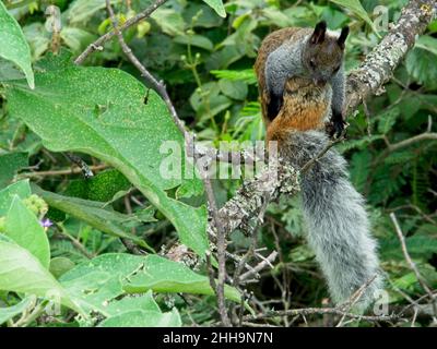 Nahaufnahme eines buschigen Guayaquil-Eichhörnchen (Sciurus stramineus), das im Baum Vilcabamba, Ecuador, ruht. Stockfoto