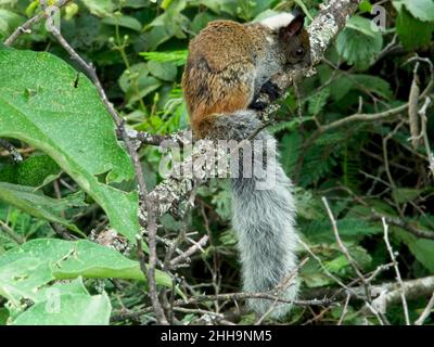 Nahaufnahme eines buschigen Guayaquil-Eichhörnchen (Sciurus stramineus), das im Baum Vilcabamba, Ecuador, ruht. Stockfoto