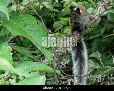 Nahaufnahme eines buschigen Guayaquil-Eichhörnchen (Sciurus stramineus), das sich im Baum Vilcabamba, Ecuador, ausruht und aufreiht. Stockfoto