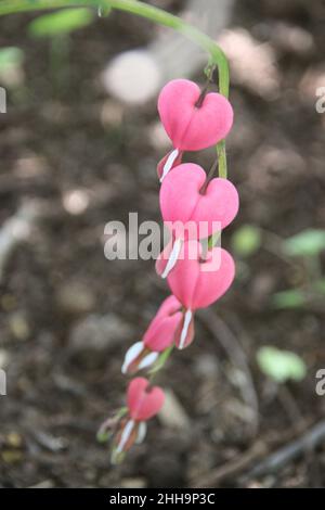 Schöne rosa blutende Herzblumen an einem langen Stiel, Anfang Frühjahr, Illinois. Stockfoto