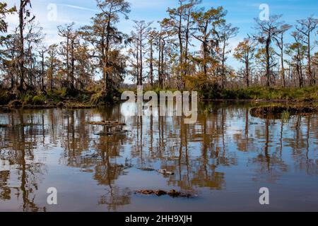 Zwei große und ein kleiner Alligator im Sumpf in der Nähe von New Orleans, Louisiana, eine Airboat-Tour. Stockfoto