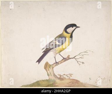 Eine große Titmaus (Parus major) auf einem Zweig thront 1670–93 Pieter Withoos Niederländisch. Eine große Titmaus (Parus major), die auf einem Zweig 372768 thront Stockfoto