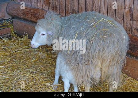 Ein junges Lamm trinkt Milch von ihrer Mutter Stockfoto