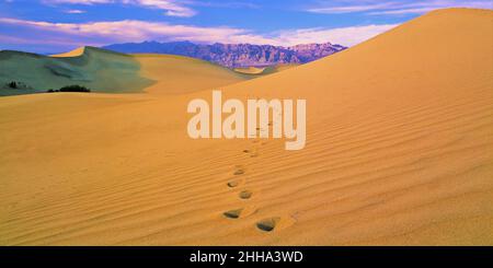 Kalifornische Wüstenfußabdrücke in Sanddünen Stockfoto