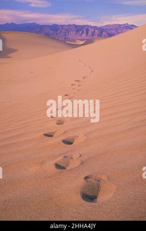 Wüstenfußspuren in Sanddünen Stockfoto