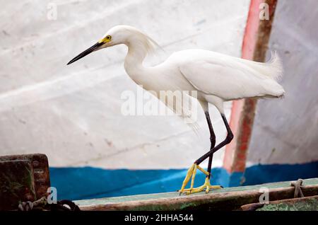 Schneegreiher (Egretta thula) zu Fuß auf dem Boot Stockfoto