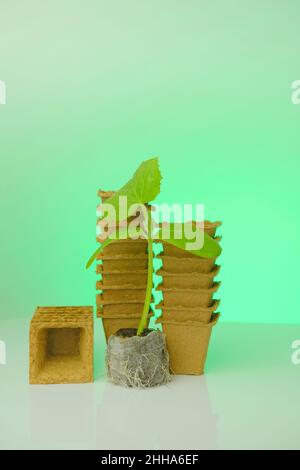 Gurken Sämlinge in Torftabletten auf grünem Hintergrund.Torfbecher für Sämlinge. Pflanzmaterial für den Gemüseanbau. Gurken grüne Pflanzen Stockfoto