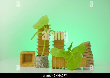 Setzlinge in Torftabletten auf grünem Hintergrund.Torfbecher für Setzlinge.biologisch abbaubares Pflanzmaterial für den Gemüseanbau. Gurken grüne Pflanzen Stockfoto