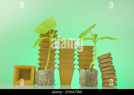 Gurken Sämlinge in Torftabletten auf grünem Hintergrund.Torfbecher für Sämlinge.biologisch abbaubares Pflanzmaterial für den Gemüseanbau. Gurken Stockfoto