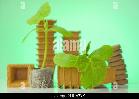 Pflanzmaterial für den Anbau von Gurken in Torftabletten auf grünem Hintergrund.Torfbecher für Sämlinge. Gurken grüne Pflanzen.Gartenarbeit und Stockfoto