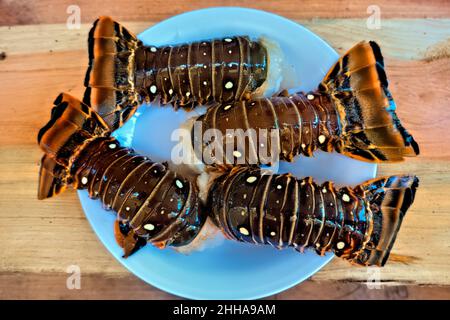 Frischer karibischer Hummer, Little Corn Island, Nicaragua Stockfoto