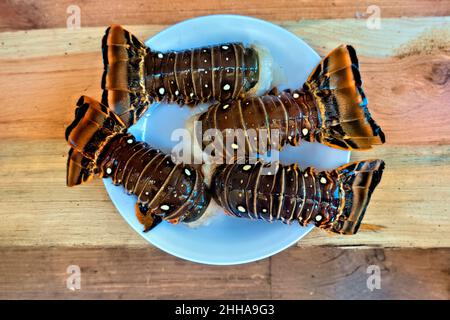 Frischer karibischer Hummer, Little Corn Island, Nicaragua Stockfoto