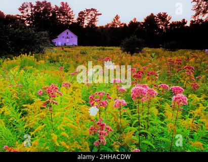 Neuengland Sommer Wildblumen in einem Feld in der Abenddämmerung Stockfoto