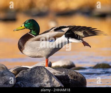 Mallard-Ente (Anas platyrhynchos) drake steht auf einem Felsvorsprung Colorado, USA Stockfoto