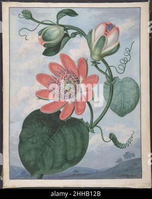 Passion Flower 1799 Sydenham Teak Edwards der Brite, Waliser Edwards, der in Wales geboren wurde, kam 1788 auf Einladung des Künstler-Verlags Edward Curtis nach London, um Drucke für das „Botanical Magazine: Or, Flower Garden displayed“ zu entwerfen. Die Verwendung von Körperfarbe auf Pergament wurde von dem früheren deutschen botanischen Zeichner Georg Dionysius Ehret begünstigt, der die Popularität des Mediums nach seiner Ansiedlung in England im Jahr 1736 begründete. Die Art und Weise, wie diese Blume mit einer detailreichen Landschaft wächst, spiegelt das Format wider, das Robert Thorntons luxuriöser „Tempel der Flora (1799-1807)“, eine Serie von farbigem Aquatinta, eingeführt hat Stockfoto