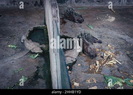 Bangkok, Thailand. 13th März 2021. Stachelschweine, die in einem Gehege im Pata Zoo gesehen wurden.der berüchtigte Pata Zoo prahlte einst an den Wochenenden mit interaktiven Magie- und Tiershows, aber an einem Samstagnachmittag waren es nur wenige Besucher, die in den Reihen zusammenklappbarer Stühle im Hauptraum Staub in der Dunkelheit sammelten. Unter vielen Unternehmen, die unter der Coronavirus-Pandemie zu leiden hatten, hat auch die lukrative Tiertourismus-Industrie in Thailand einen Schlag hingenommen.aber schon vor der sinkenden Zahl der Covid-vorsichtigen Besucher war das Gefühl der Verlassensanierung im Zoo nicht unbemerkt geblieben. Aktivisten sind Nocken gewesen Stockfoto