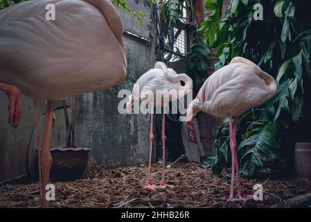 Bangkok, Thailand. 13th März 2021. Flamingos im Pata Zoo.der berüchtigte Pata Zoo prahlte einst mit interaktiven Magie- und Tiershows an den Wochenenden, aber an einem Samstagnachmittag waren es nur wenige Besucher, die in den Reihen zusammenklappbarer Stühle im Hauptraum Staub in der Dunkelheit sammelten. Unter vielen Unternehmen, die unter der Coronavirus-Pandemie zu leiden hatten, hat auch die lukrative Tiertourismus-Industrie in Thailand einen Schlag hingenommen.aber schon vor der sinkenden Zahl der Covid-vorsichtigen Besucher war das Gefühl der Verlassensanierung im Zoo nicht unbemerkt geblieben. Aktivisten haben sich für den Zoo Stockfoto