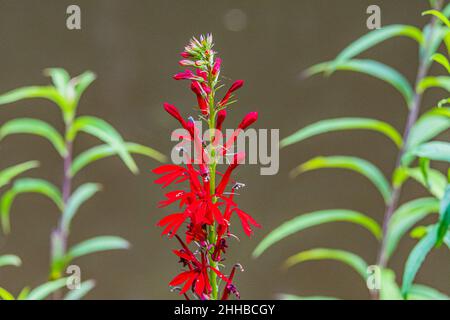 Kardinal Blume (Lobelia Cardinalis) Stockfoto