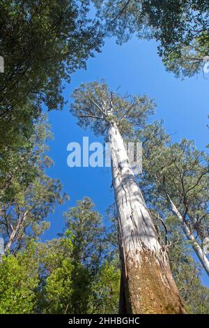 Gebirgsasche (Eucalyptus regnans) im Mt Field National Park Stockfoto
