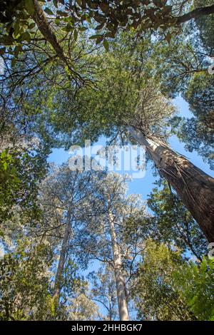 Gebirgsasche (Eucalyptus regnans) im Mt Field National Park Stockfoto