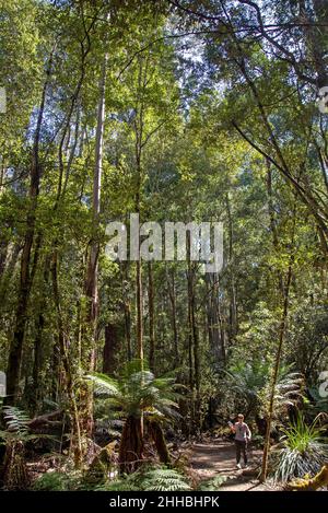 Frau auf den hohen Bäumen spazieren im Mt Field National Park Stockfoto